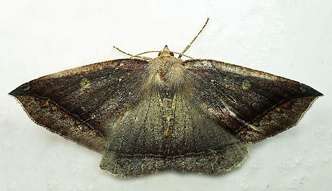 #906 Dapa, Valle Del Cauca
2100 m