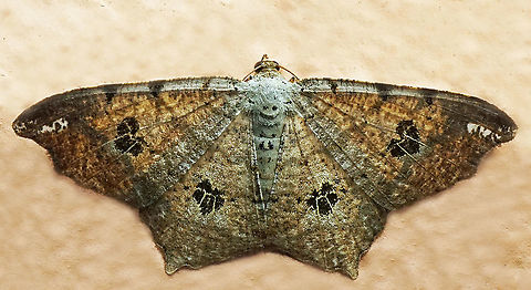 Macaria sp. Dapa, Valle Del Cauca
2100 m