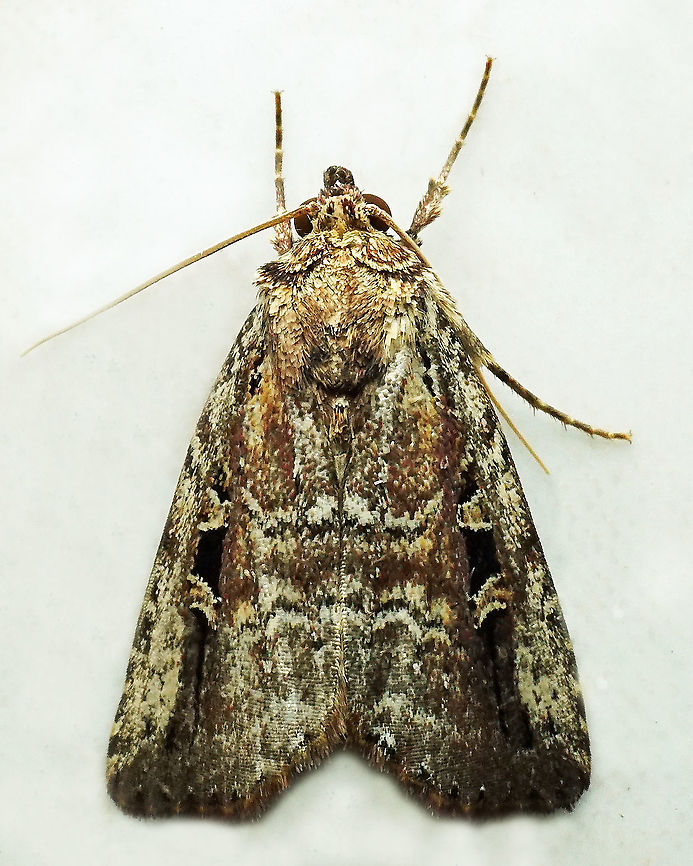 Elaphria sp. Dapa, Valle Del Cauca<br />
2100 m