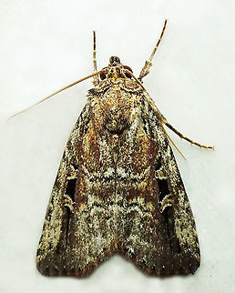 Elaphria sp. Dapa, Valle Del Cauca
2100 m