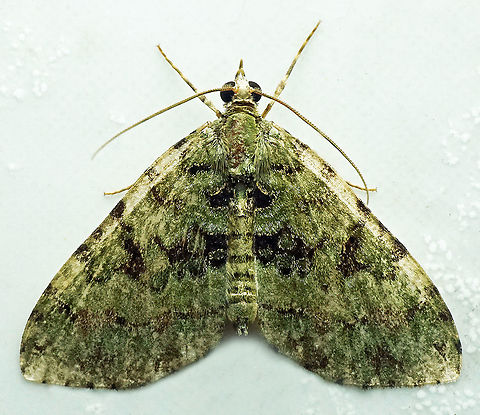Hydriomena sp. Dapa, Valle Del Cauca
2100 m