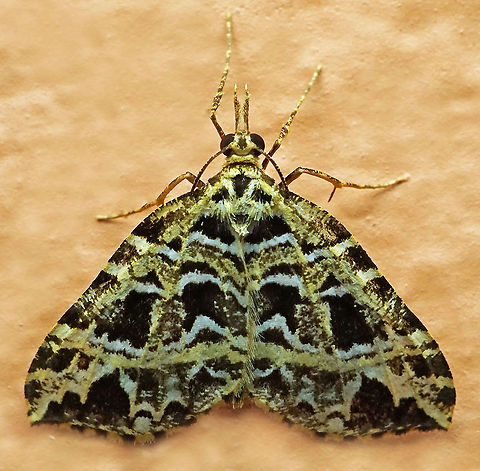 Psaliodes auratiuena Dapa, Valle Del Cauca
2100 m Psaliodes auratiuena