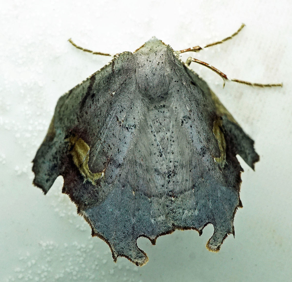 Pero sp. Dapa, Valle Del Cauca<br />
2100 m