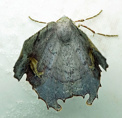 Pero sp. Dapa, Valle Del Cauca
2100 m