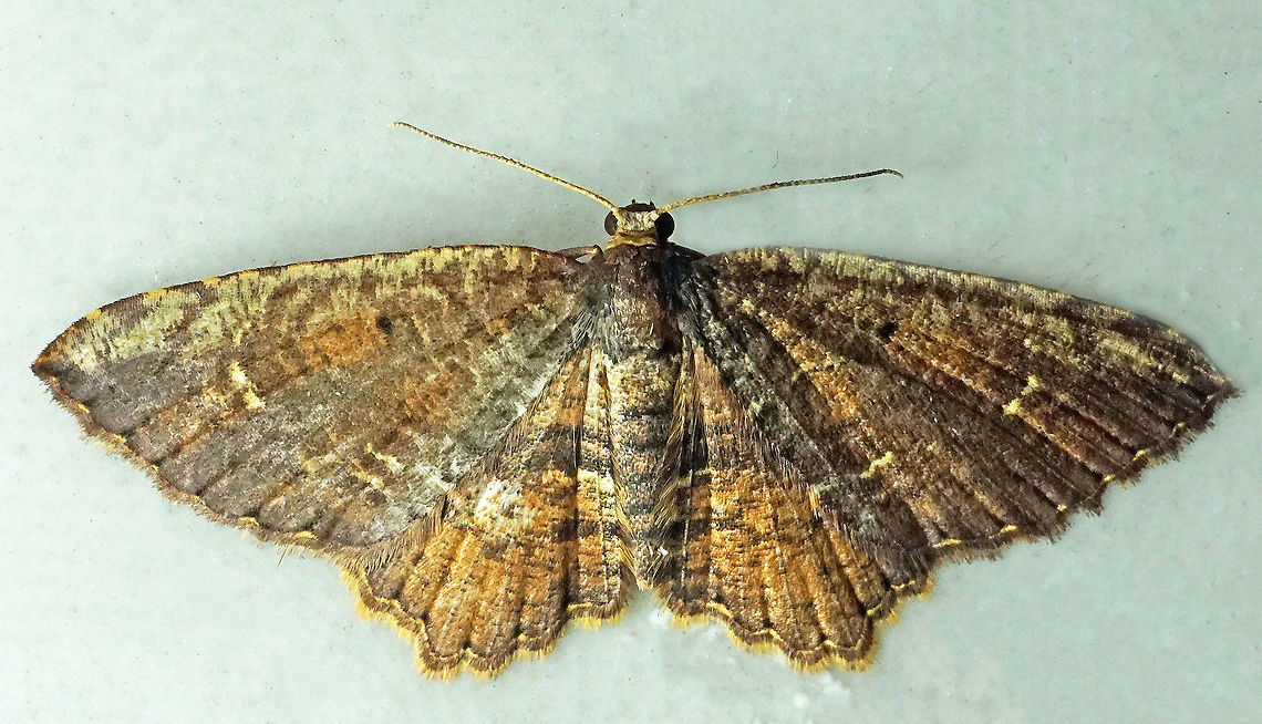 #912 Dapa, Valle Del Cauca<br />
2100 m