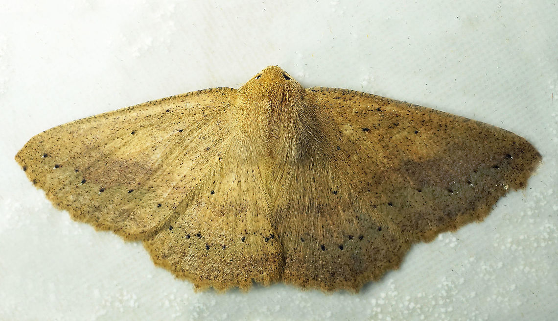 Sabulodes sp. Dapa, Valle Del Cauca<br />
2100 m