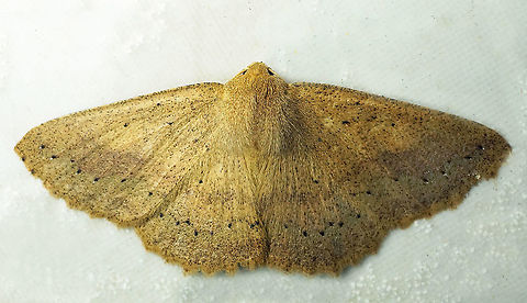 Sabulodes sp. Dapa, Valle Del Cauca
2100 m