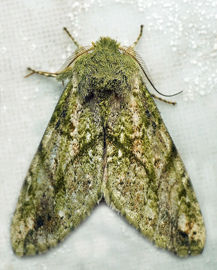 #914 Dapa, Valle Del Cauca<br />
2100 m