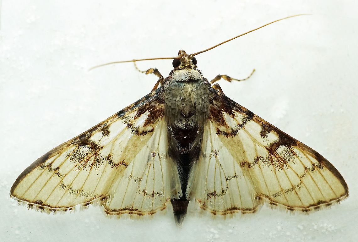 Azochis sp. Dapa, Valle Del Cauca<br />
2100 m