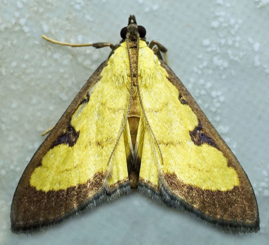 Goniorhynchus hampsoni Dapa, Valle Del Cauca<br />
2100 m Goniorhynchus hampsoni