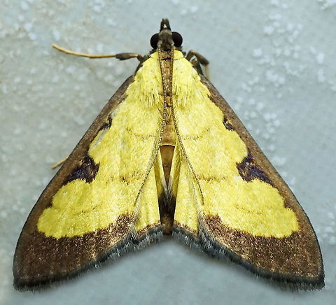 Goniorhynchus hampsoni Dapa, Valle Del Cauca
2100 m Goniorhynchus hampsoni