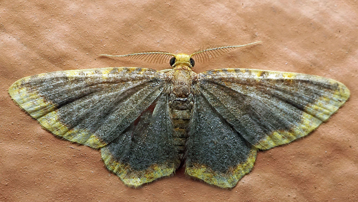 Eois sp. Dapa, Valle Del Cauca<br />
2100 m