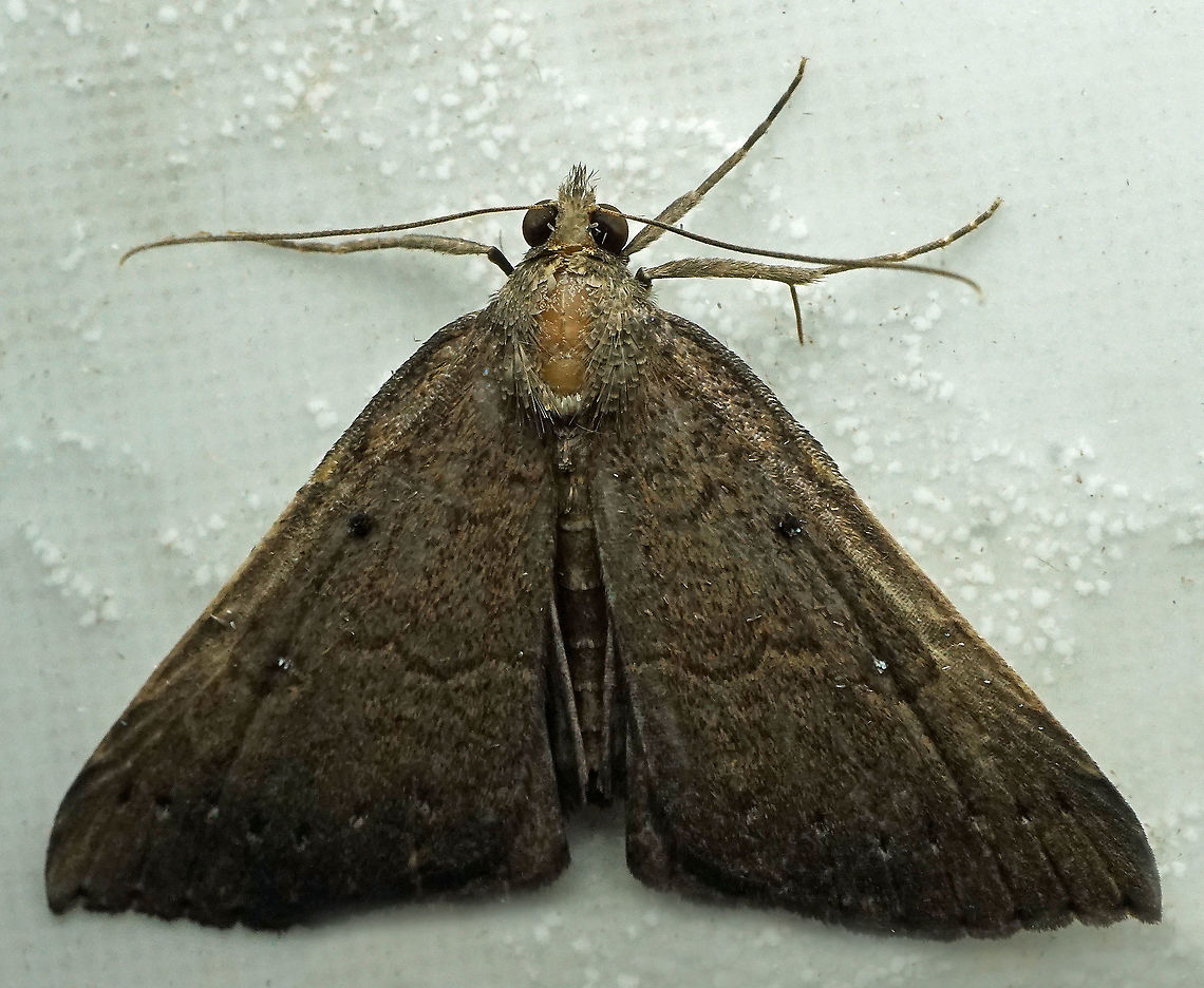 #918 Dapa, Valle Del Cauca<br />
2100 m