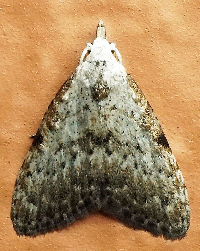 Nola sp. Dapa, Valle Del Cauca<br />
2100 m