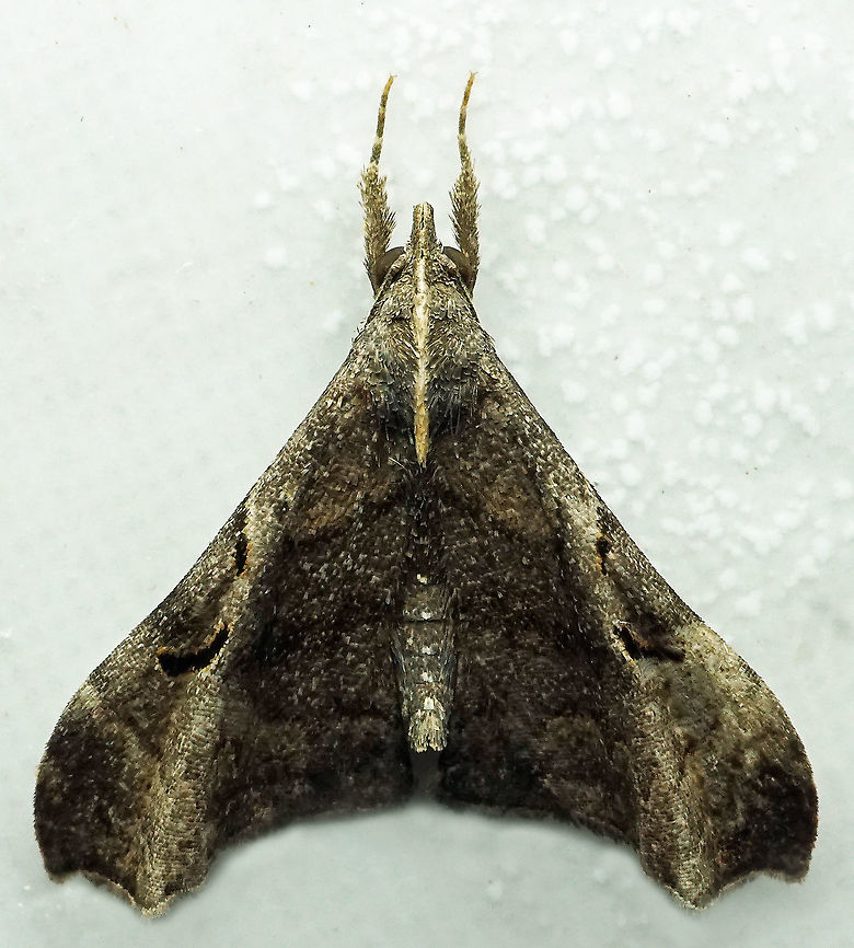 Palthis sp. Dapa, Valle Del Cauca<br />
2100 m
