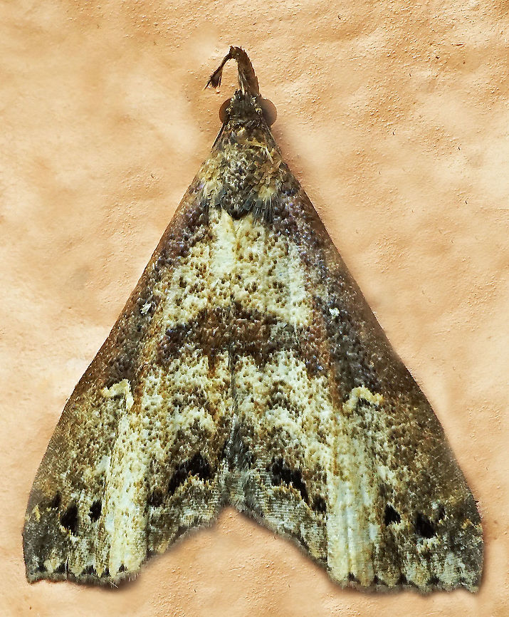 #916 Dapa, Valle Del Cauca<br />
2100 m