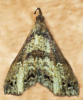 #916 Dapa, Valle Del Cauca
2100 m