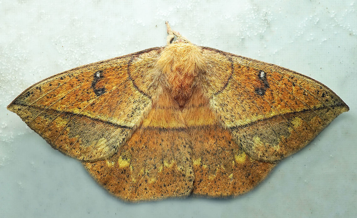 Periga sp. Dapa, Valle Del Cauca<br />
2100 m