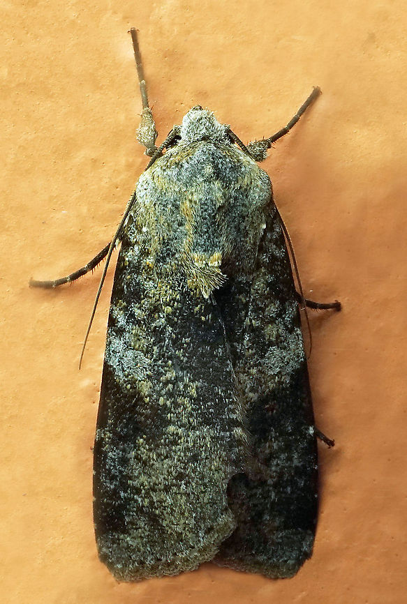 Peridroma semidolens Dapa, Valle Del Cauca<br />
2100 m Peridroma semidolens