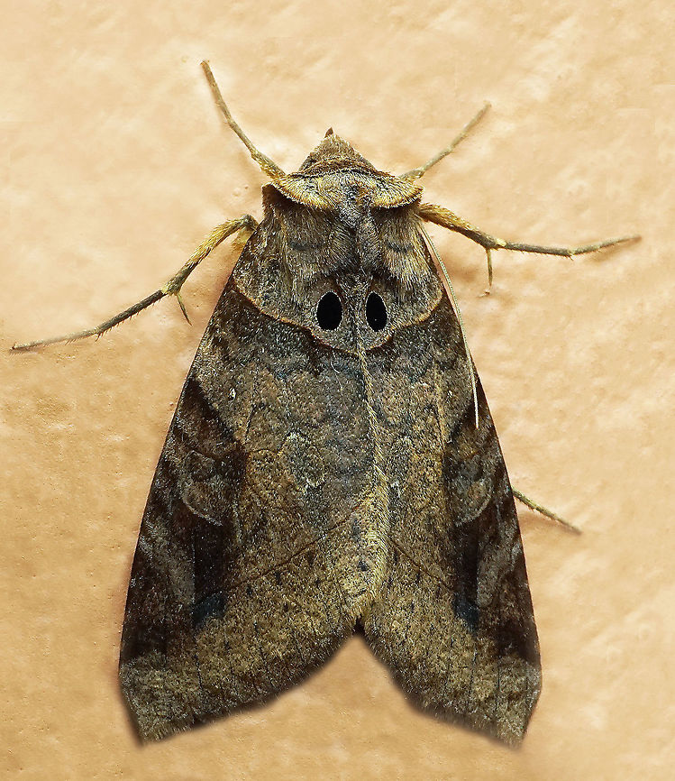 Celiptera remigioides Dapa, Valle Del Cauca<br />
2100 m Celiptera remigioides
