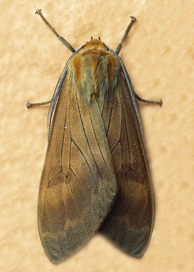 Amastus sp. Dapa, Valle Del Cauca<br />
2100 m