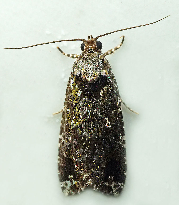 #918 Dapa, Valle Del Cauca<br />
2100 m