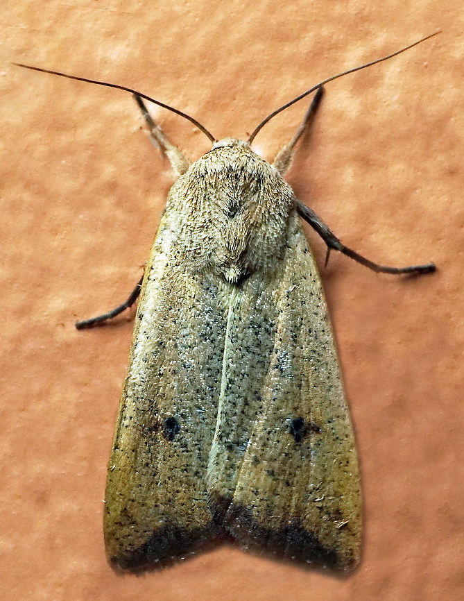 Anicla infecta Dapa, Valle Del Cauca<br />
2100 m Anicla infecta,Green Cutworm Moth