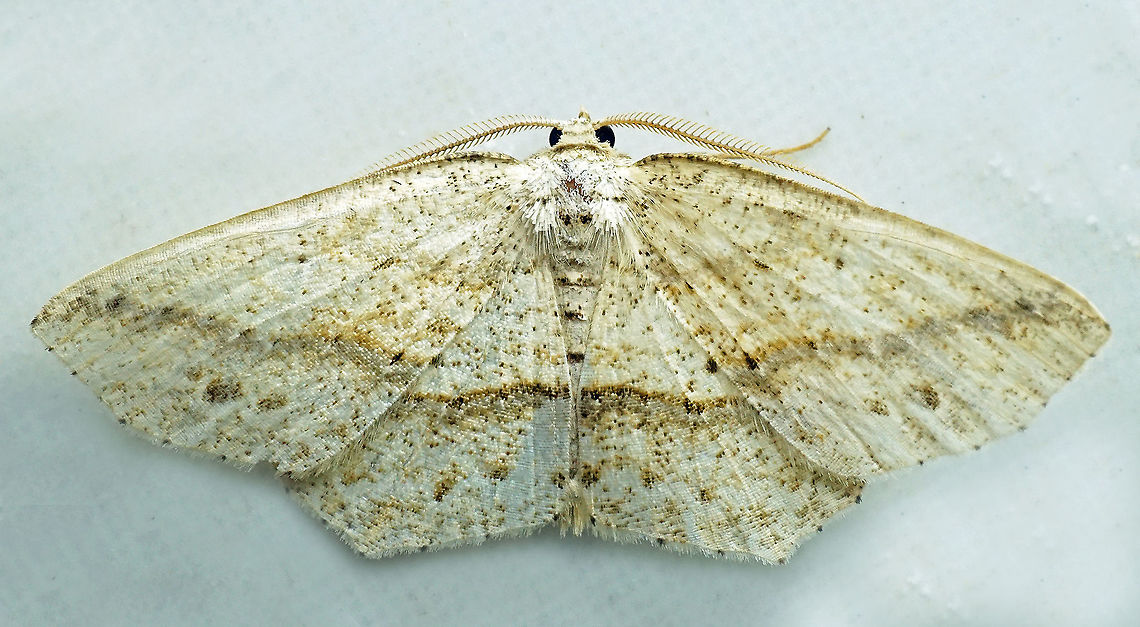 #920 Dapa, Valle Del Cauca<br />
2100 m