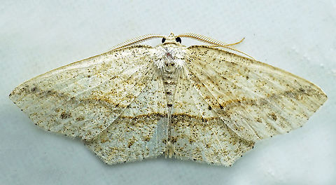 #920 Dapa, Valle Del Cauca
2100 m