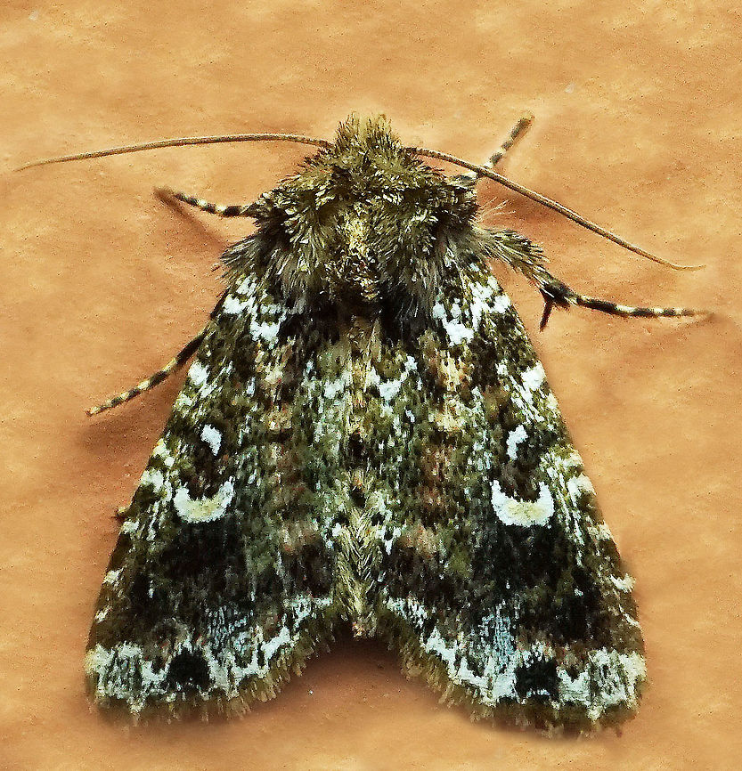 #921 Dapa, Valle Del Cauca<br />
2100 m