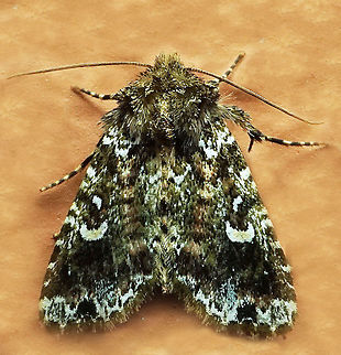 #921 Dapa, Valle Del Cauca
2100 m