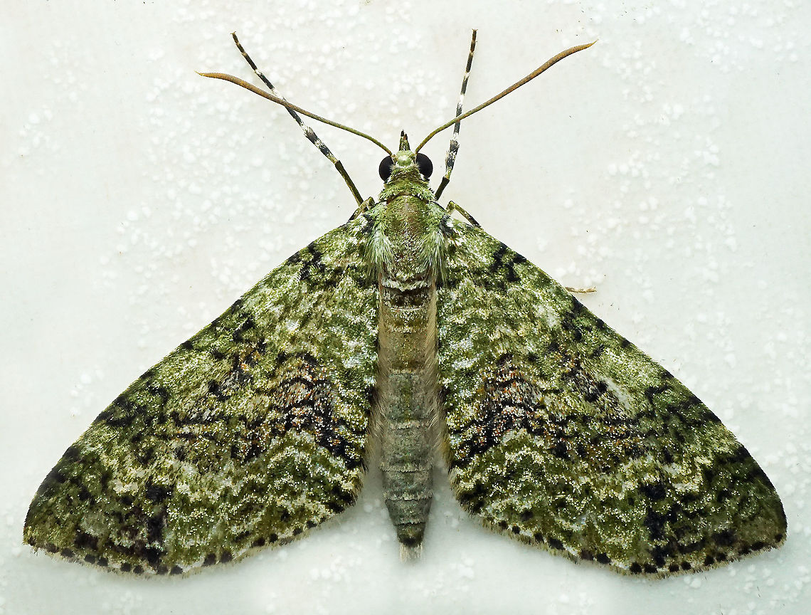 #922 Dapa, Valle Del Cauca<br />
2100 m