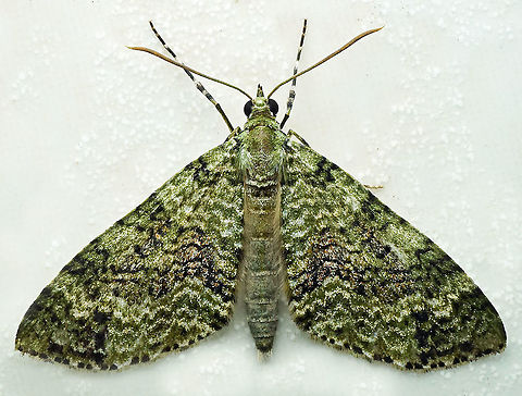 #922 Dapa, Valle Del Cauca
2100 m