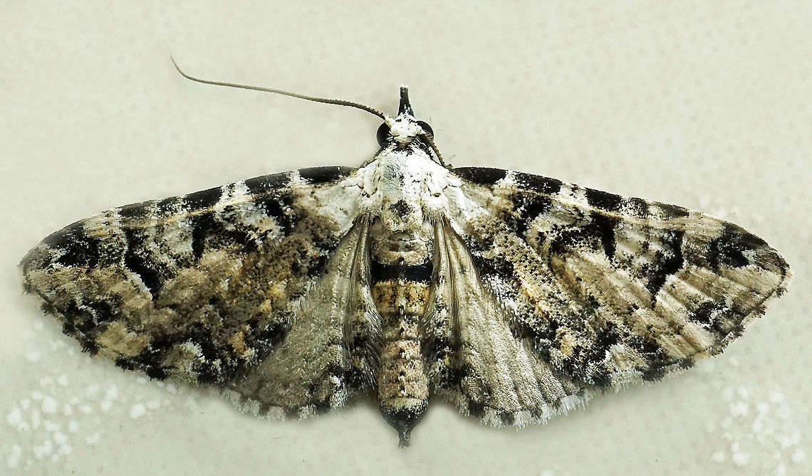 #923 Dapa, Valle Del Cauca<br />
2100 m