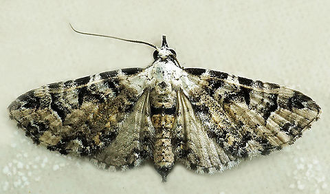 #923 Dapa, Valle Del Cauca
2100 m