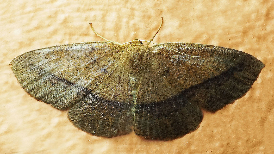 #924 Dapa, Valle Del Cauca<br />
2100 m