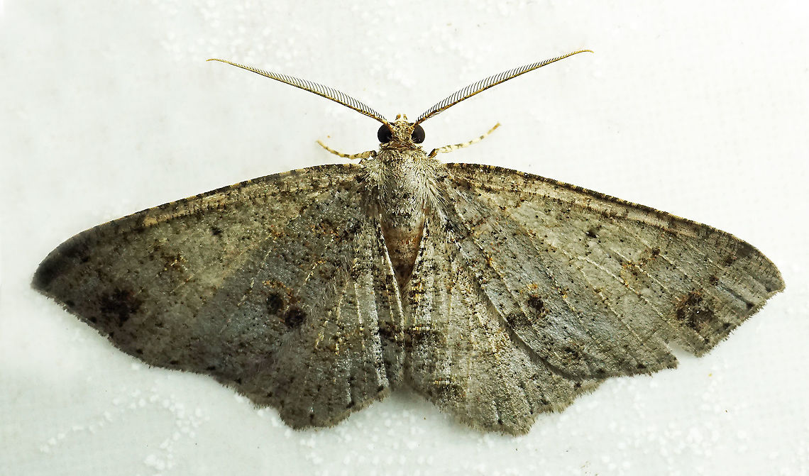 Melanolophia sp. Dapa, Valle Del Cauca<br />
2100 m