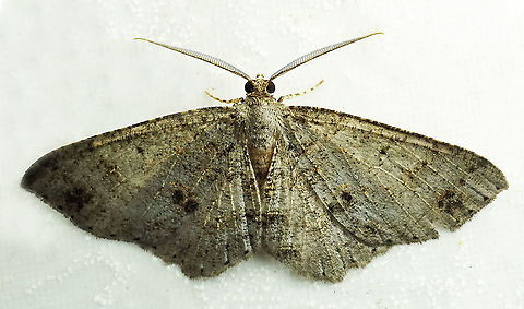 Melanolophia sp. Dapa, Valle Del Cauca
2100 m