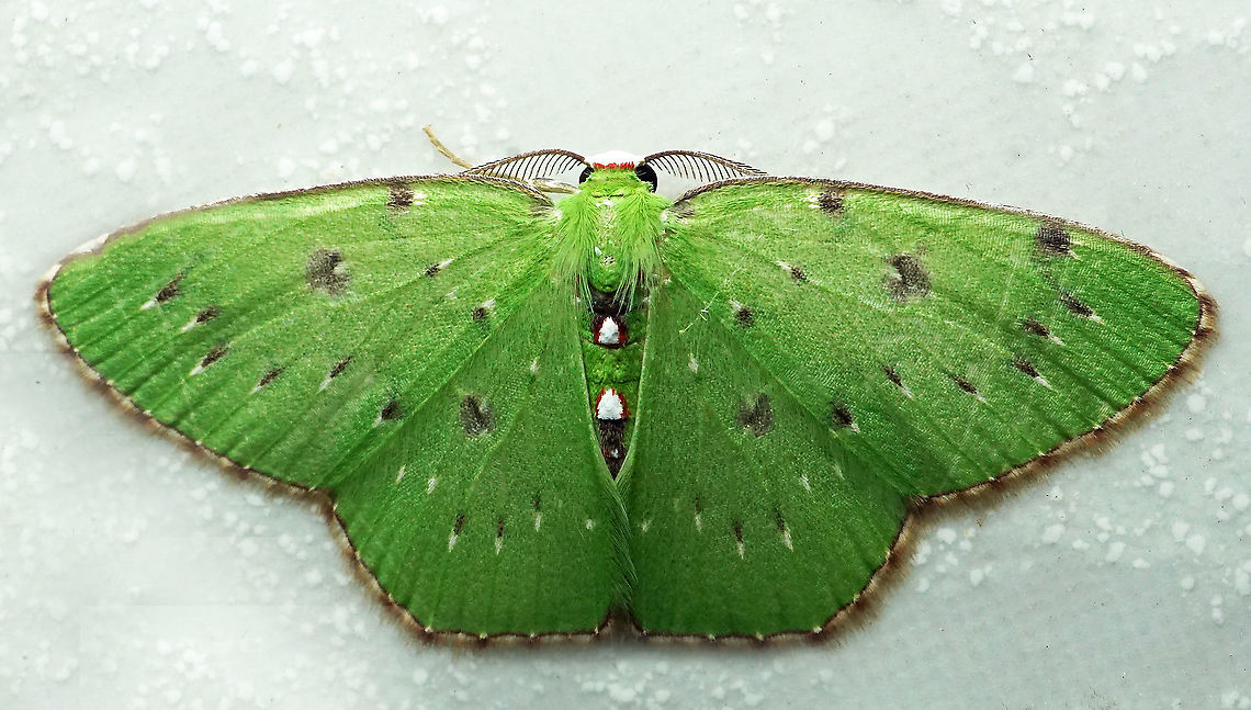 #Lissochlora albociliaria Dapa, Valle Del Cauca<br />
2100 m Lissochlora albociliaria