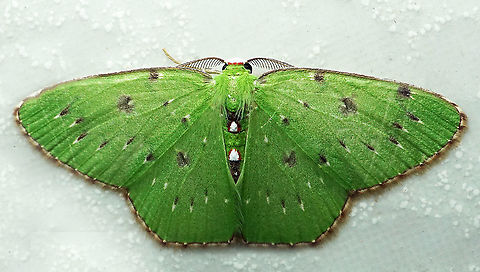 #Lissochlora albociliaria Dapa, Valle Del Cauca
2100 m Lissochlora albociliaria