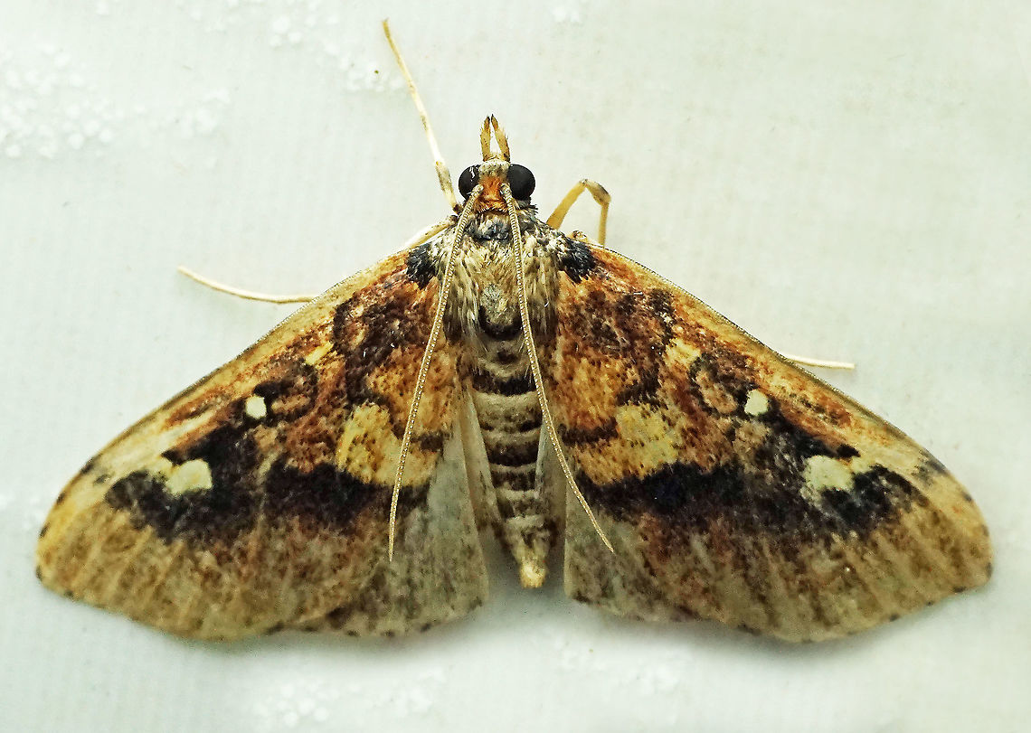 #927 Dapa, Valle Del Cauca<br />
2100 m