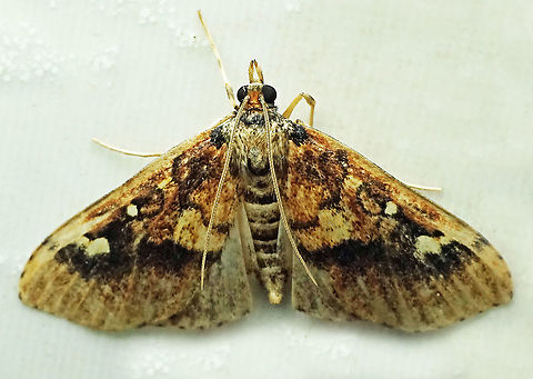 #927 Dapa, Valle Del Cauca
2100 m