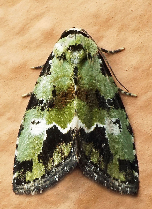 #928 Dapa, Valle Del Cauca<br />
2100 m