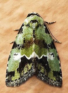 #928 Dapa, Valle Del Cauca
2100 m