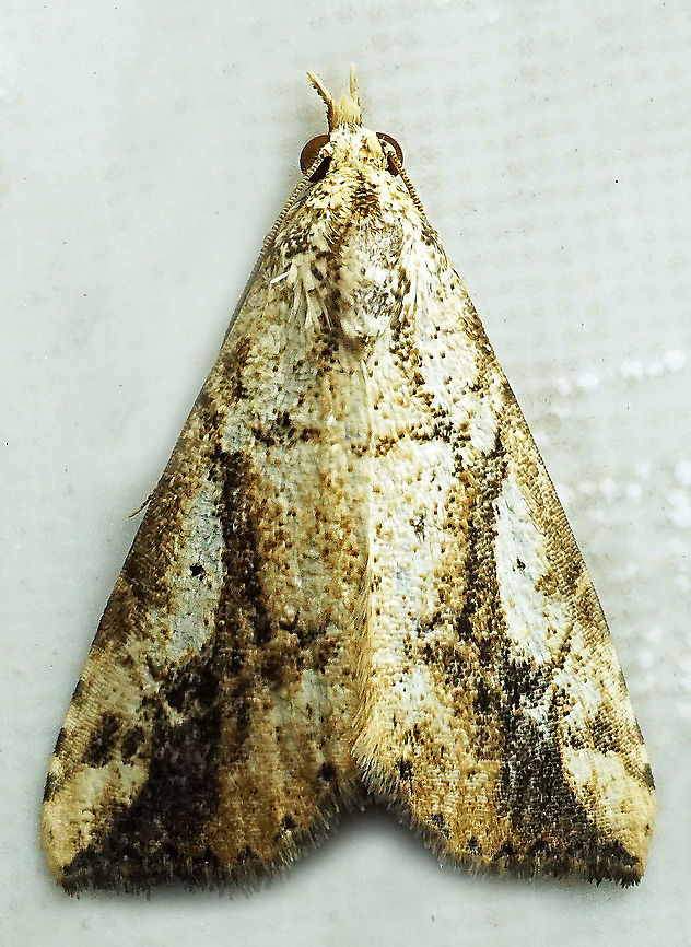 #929 Dapa, Valle Del Cauca<br />
2100 m