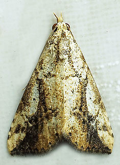 #929 Dapa, Valle Del Cauca
2100 m