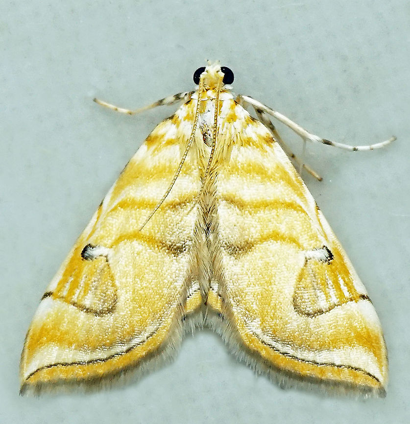Neurophyseta completalis Dapa, Valle Del Cauca<br />
2100 m