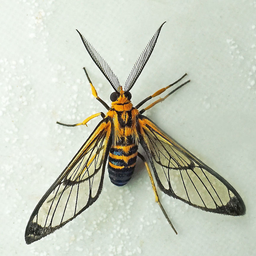 Mesothen nomia Dapa, Valle Del Cauca<br />
2100 m Gymnelia nomia,Mesothen nomia