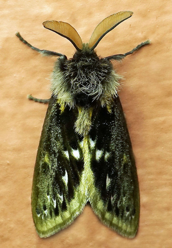 Macara alydda Dapa, Valle Del Cauca<br />
2100 m Macara alydda