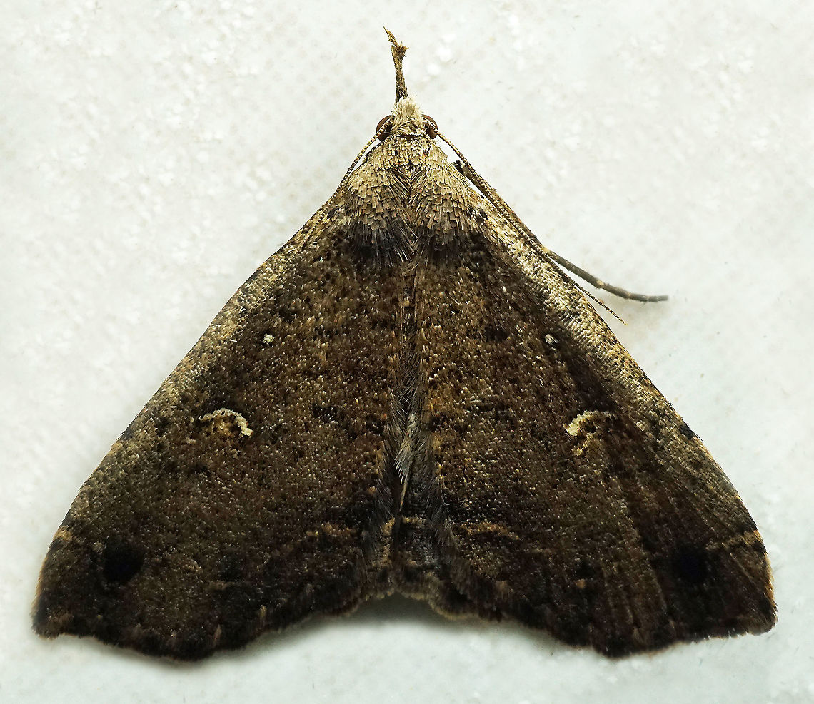 Hypenula sp. Dapa, Valle Del Cauca<br />
2100 m